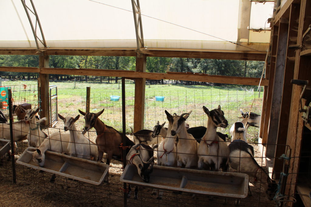 Celebrity Dairy receives REAP grant for solar array Blog Card Thumbnail