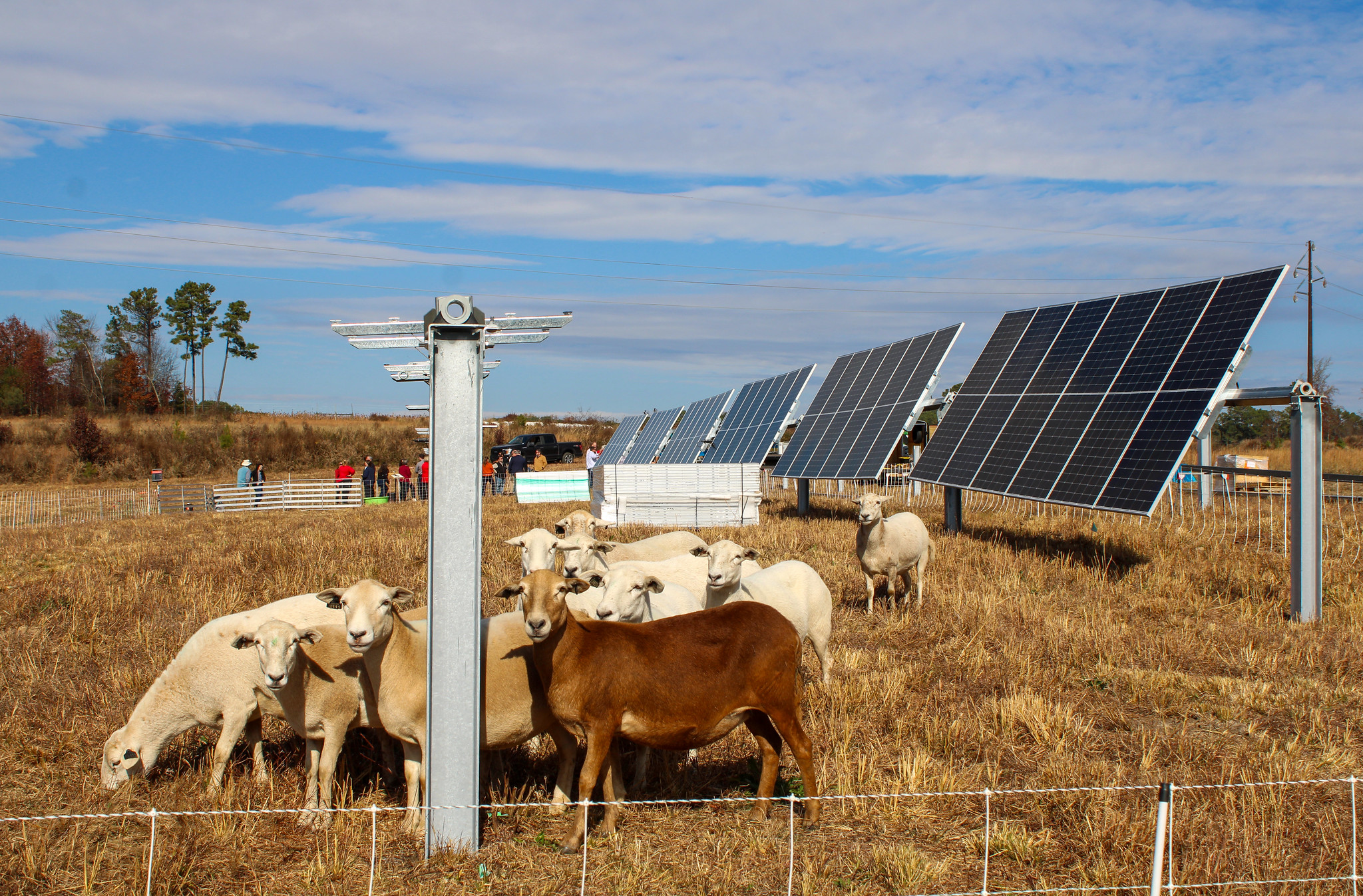 NC State and Nevados Launch New Agrivoltaics Training Site