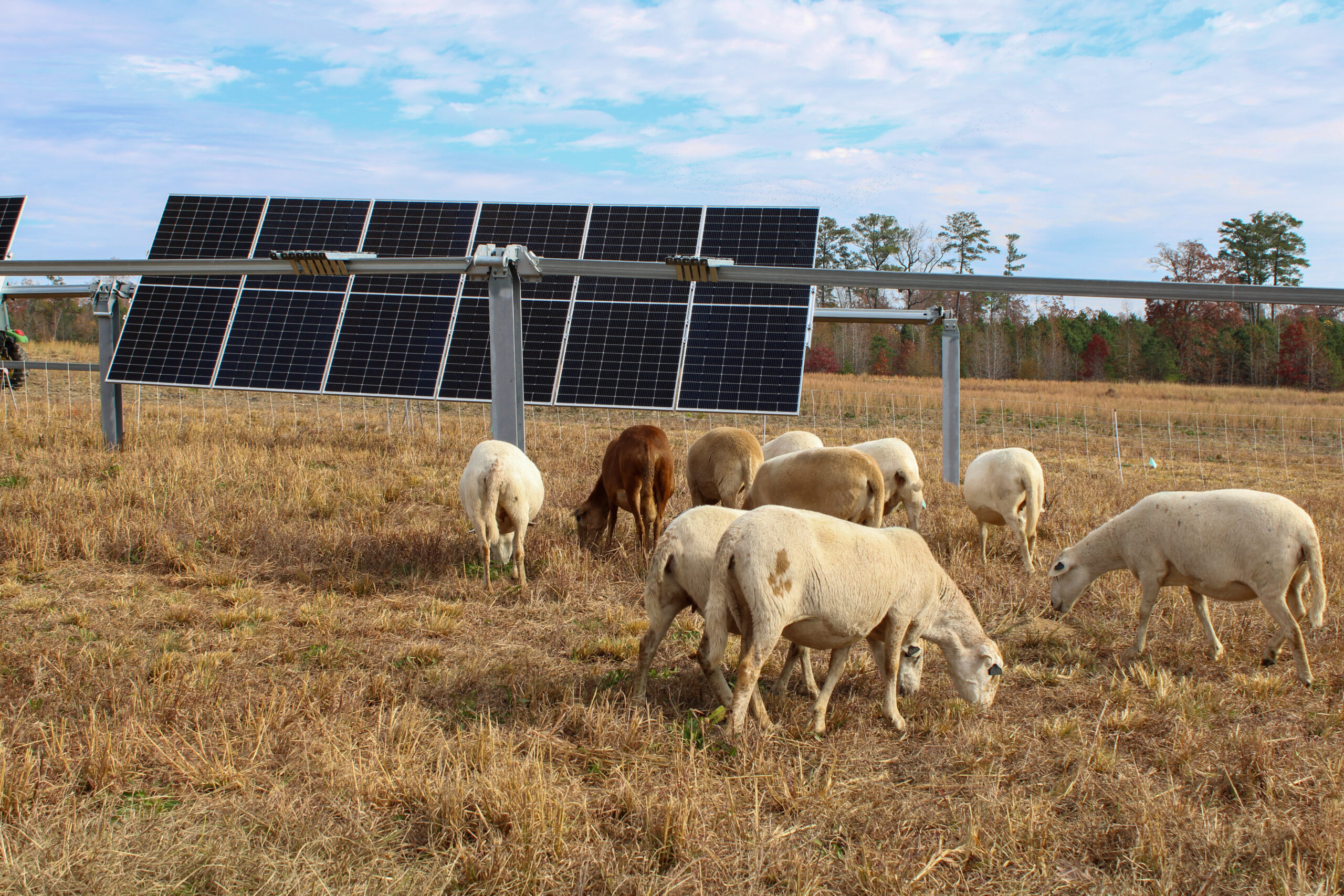 Join the Herd: Tour NC State’s Agrivoltaics Training Site